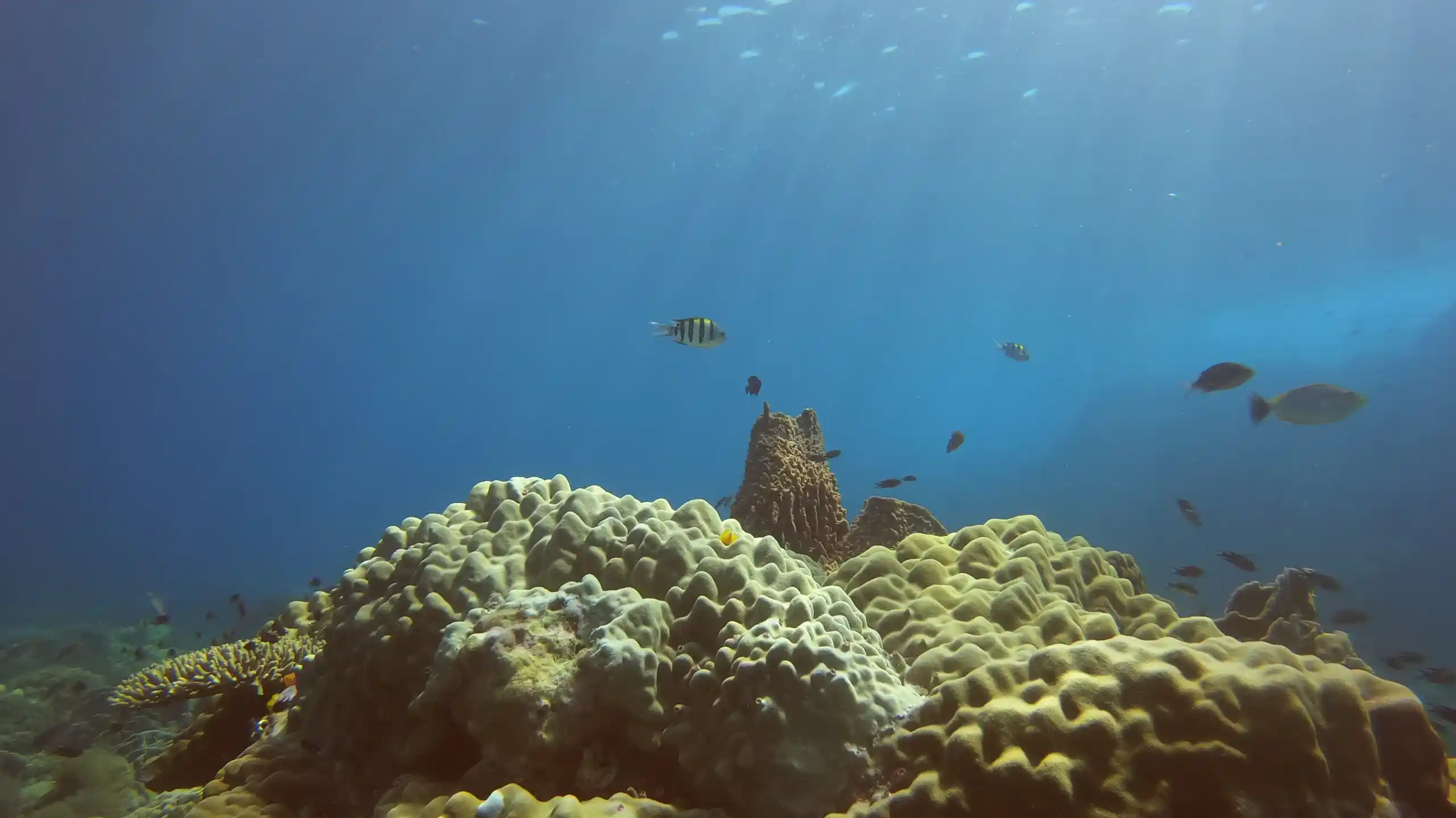Diving Courses in Koh Chang with Chang Diving Center