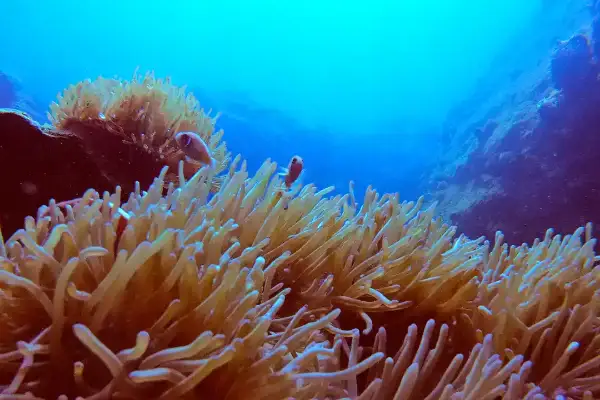 Navigation Specialty Course - Master underwater navigation