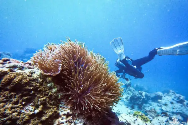 Search and Recovery Course - Underwater search and lift bag techniques