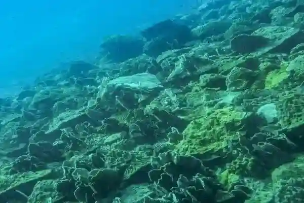 Blueberry Hill dive site - Colorful coral pinnacles and tropical fish at Koh Chang