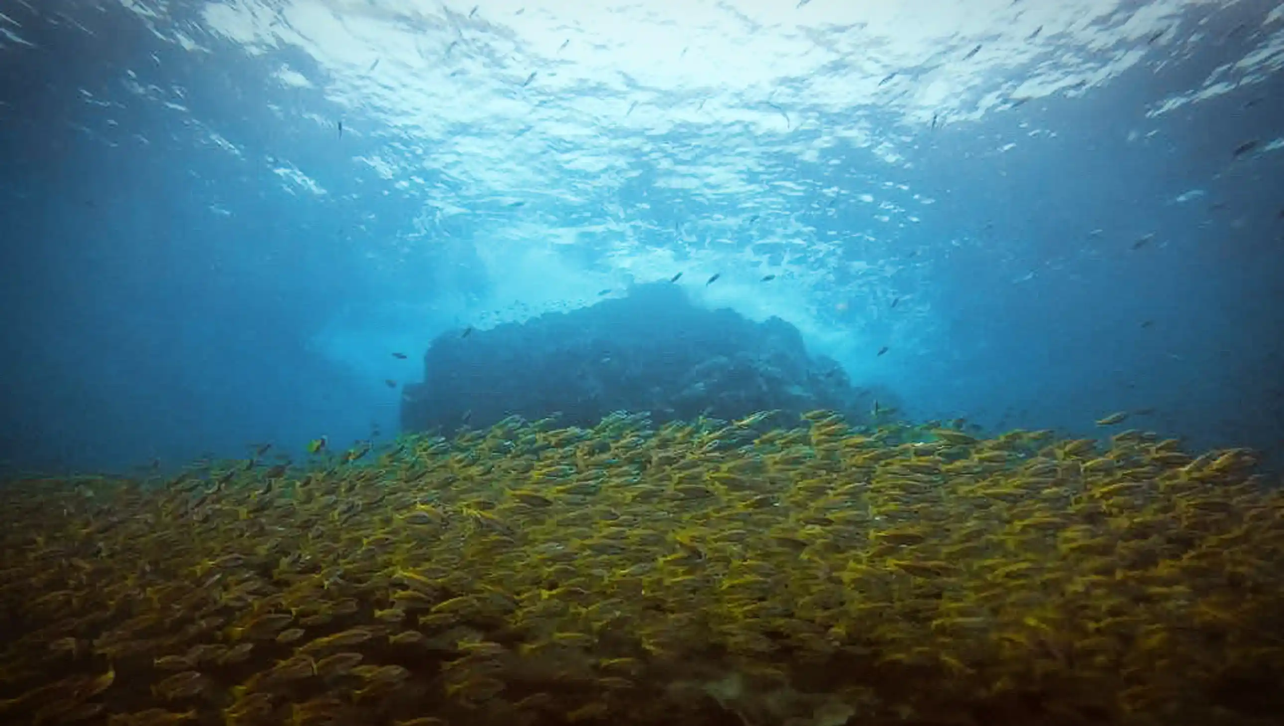 Dive Sites Koh Chang – Wrecks, Reefs and Marine Parks