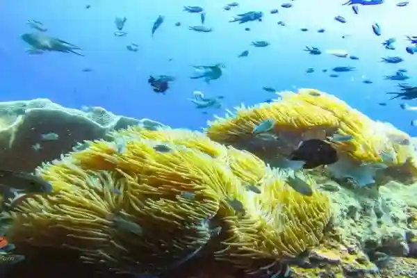 Hin Luk Bat - Koh Chang's top coral wall dive site with anemones and clownfish