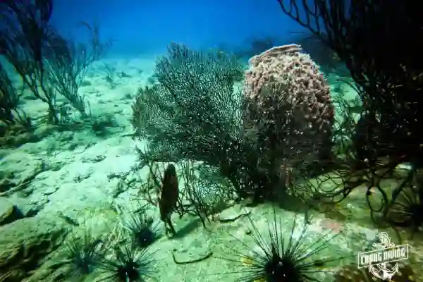Coral reef at Hin Luk Bat dive site, Koh Chang