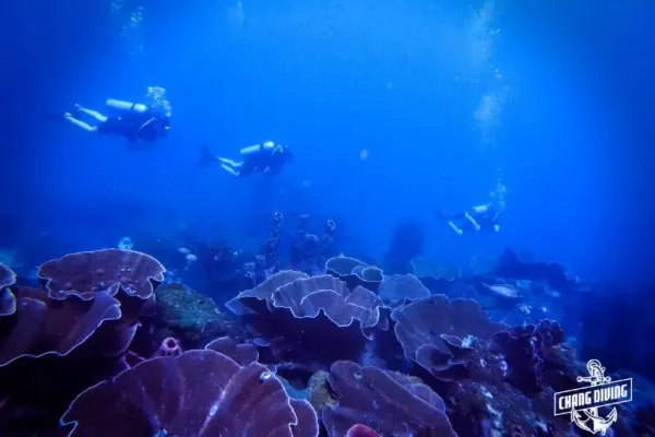 Diver exploring Hin Luk Bat reef in Koh Chang