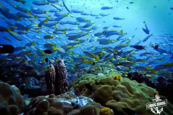 Swim-through and coral formations at Hin Luk Bat