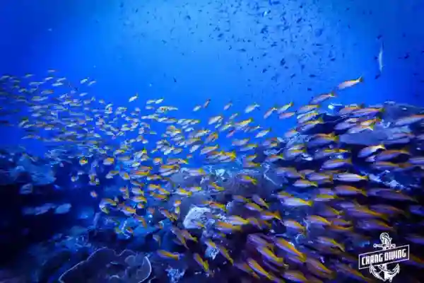 Marine life at Hin Luk Bat, Koh Chang
