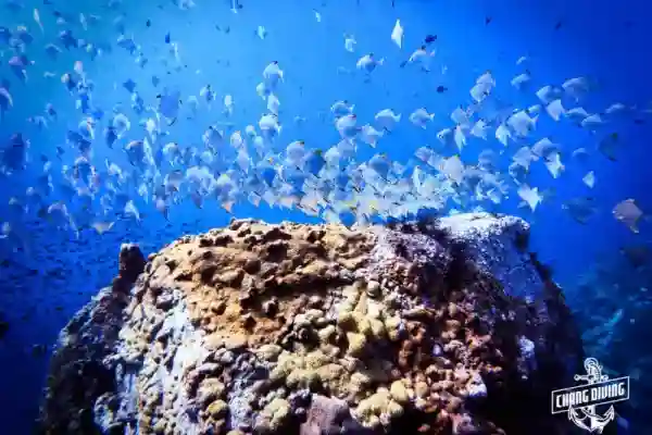 Coral reef at Hin Luk Bat dive site, Koh Chang