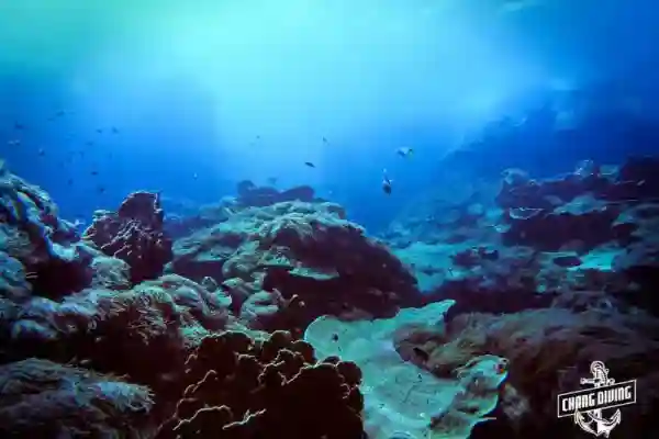 Diver exploring Hin Luk Bat reef in Koh Chang