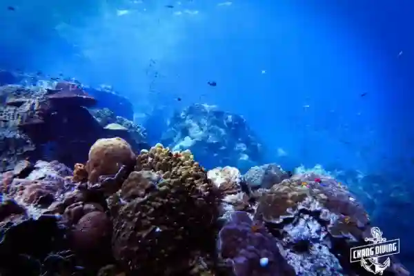 Hin Luk Bat underwater canyon and coral formations