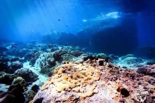 Marine life at Hin Luk Bat dive site in Koh Chang