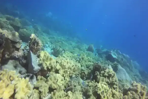 Hin Pray Nam – deep dive site with underwater rocks and fascinating marine life