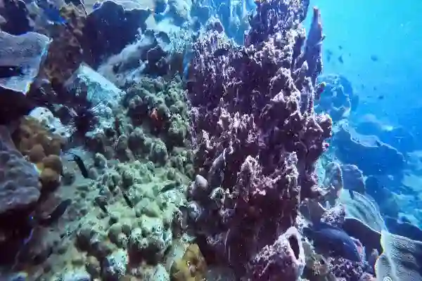Rocky seabed and fish schools at Hin Pray Nam, Koh Chang