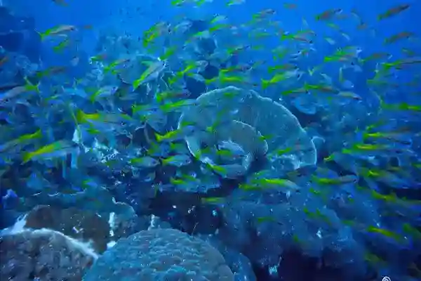 Rocky terrain at Hin Pray Nam with corals and underwater life