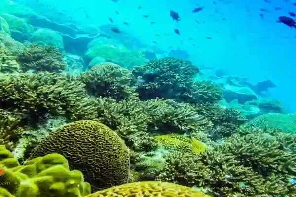 Hin Pray Nam dive site - Shallow reef wall with reef sharks and nudibranchs