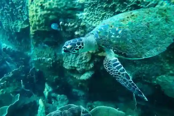 Coral Formations at Hin Raab North – Diving in Koh Chang
