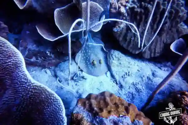 Coral reef at Hin Raab North dive site, Koh Chang