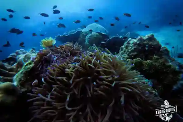 Scuba diving at Hin Raab North reef in Koh Chang