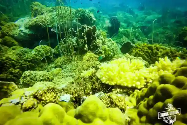 Underwater landscape of Hin Raab North, Koh Chang