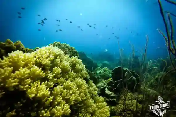 Colorful marine life at Hin Raab North, Koh Chang