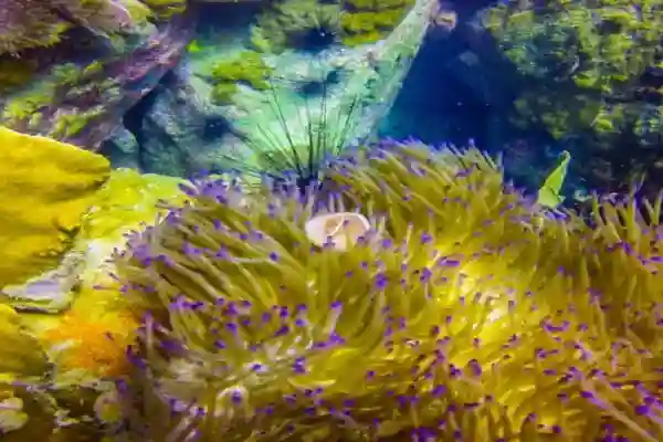 Hin Raab North dive site - Coral reef and shark encounters at Koh Chang