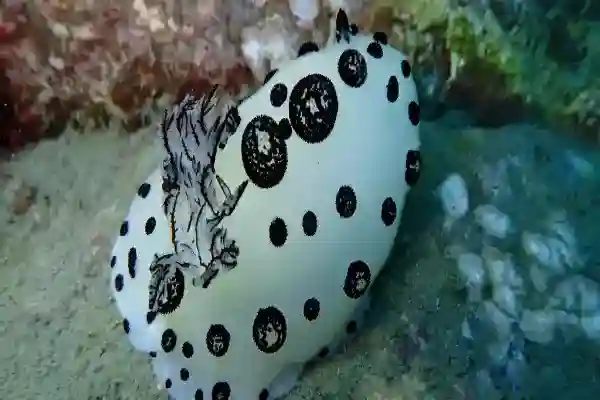 Colorful coral reef underwater at Hin Sam Sao