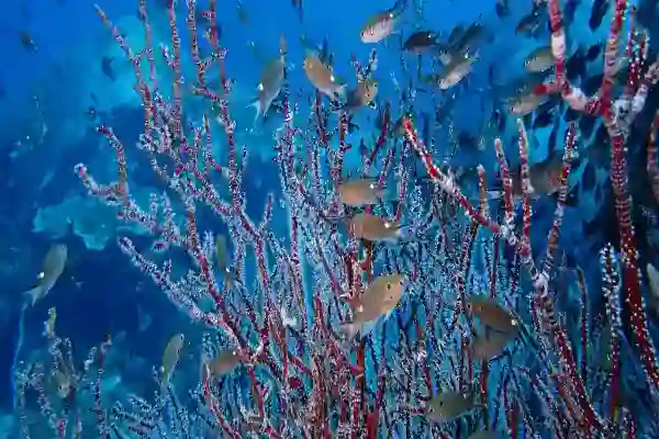 Diver exploring the deeper reef at Hin Sam Sao near Koh Chang