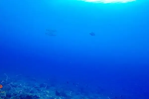 Hin Sam Sao dive site - Coral gardens and marine life near Koh Chang