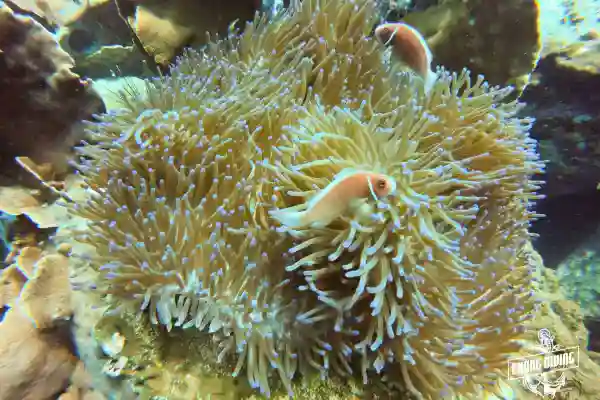 Close-up of soft corals and reef life at Hin Rua Tek, Koh Chang