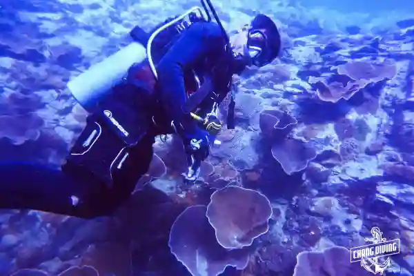 Colorful reef and sea fan corals at Hin Rua Tek, Koh Chang