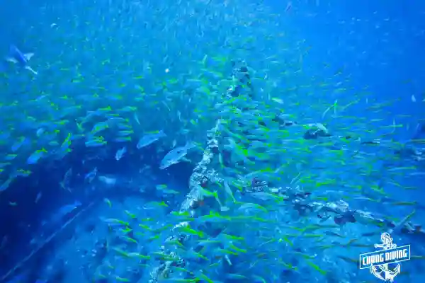 HTMS Chang wreck dive site – overview from the surface