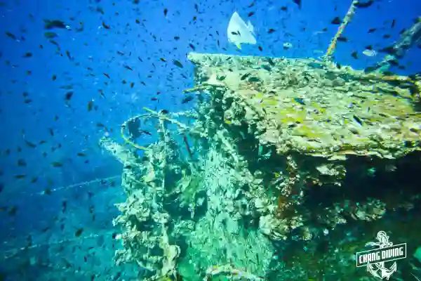 Marine life around the HTMS Chang wreck