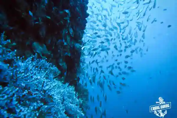 Divers descending onto the HTMS Chang wreck in Koh Chang