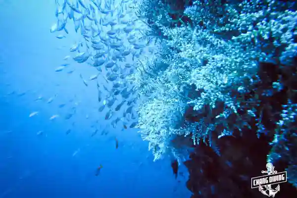 Structure of HTMS Chang underwater with coral growth