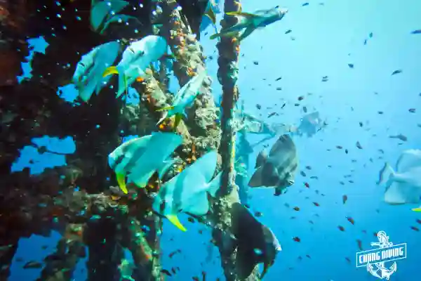 Marine life around the HTMS Chang wreck