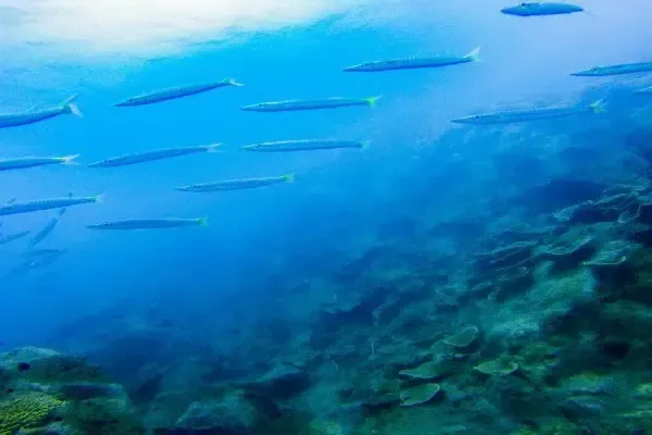 Koh Rang Pinnacle - Deep coral pinnacle dive at Koh Chang Marine Park