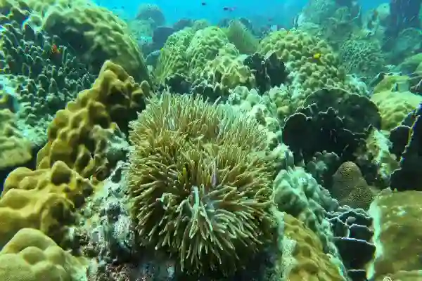 Secret reef at Koh Chang – Hard corals and marine life