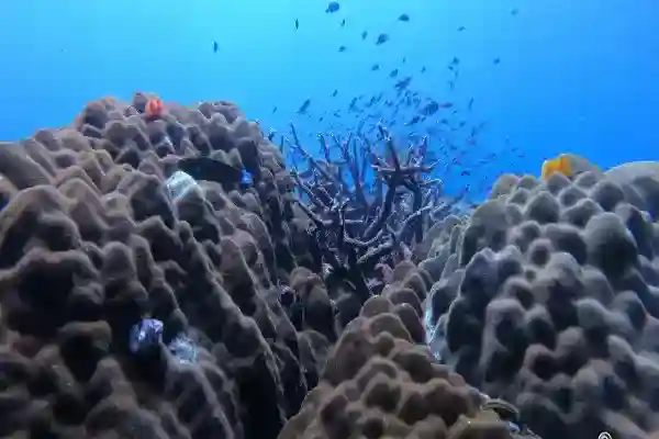 Colorful fish swimming around the secret reef at Koh Chang