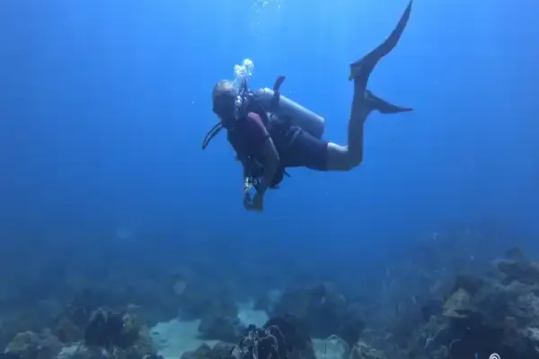 Secret Reef – A quiet and rich dive site full of life