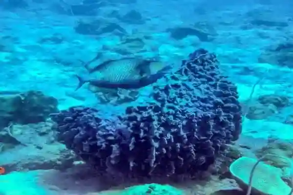 Secret Reef Koh Chang - Hidden coral reef with morays and stingrays