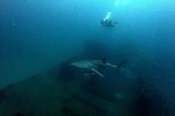 A whale shark swimming over the HTMS Chang wreck in Thailand, captured on January 8, 2025.