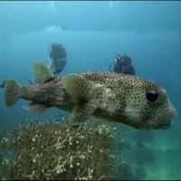 Blackspotted Pufferfish, Koh Chang, Thailand