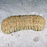 Curryfish Sea-Cucumber, Koh Chang, Thailand