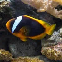 Fire Clownfish, Koh Chang, Thailand