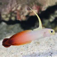 Fire Goby, Koh Chang, Thailand