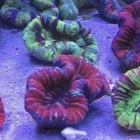Open brain Coral, Koh Chang, Thailand