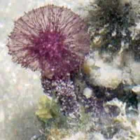 Pink Puff Ball Sponge, Koh Chang, Thailand
