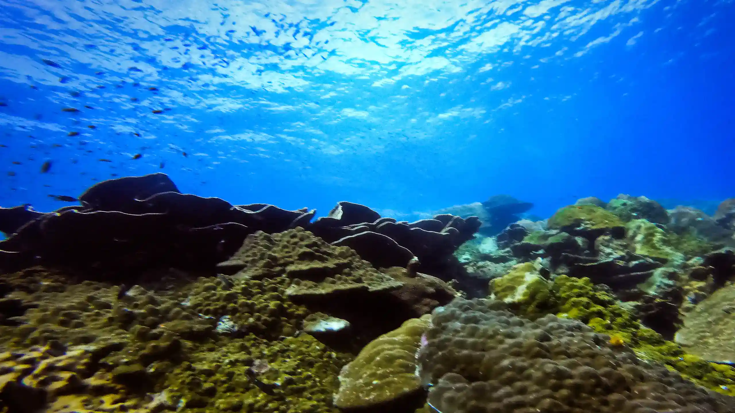 posts blog header – scuba tips, marine life, how-to guides and diving knowledge for Koh Chang