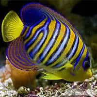 Royal Angelfish, Koh Chang, Thailand