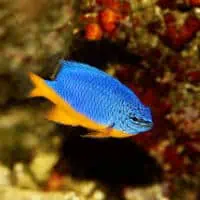 Sapphire Damsel, Koh Chang, Thailand