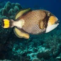 Titan Triggerfish, Koh Chang, Thailand